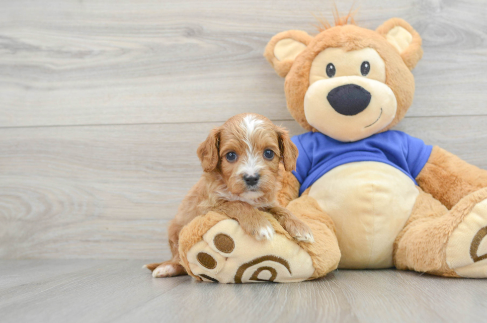 8 week old Cavapoo Puppy For Sale - Lone Star Pups