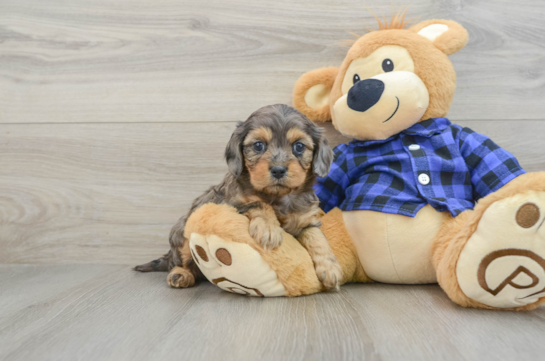 Little Cavipoo Poodle Mix Puppy