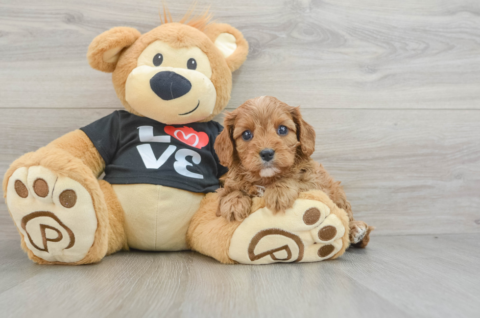 5 week old Cavapoo Puppy For Sale - Lone Star Pups