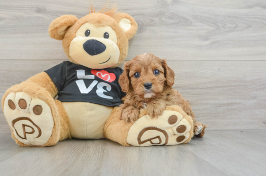 Cavapoo Pup Being Cute