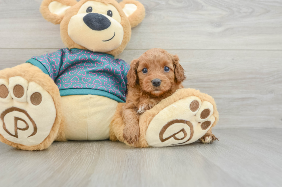 6 week old Cavapoo Puppy For Sale - Lone Star Pups
