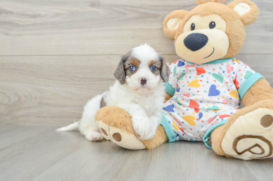 Best Cavapoo Baby