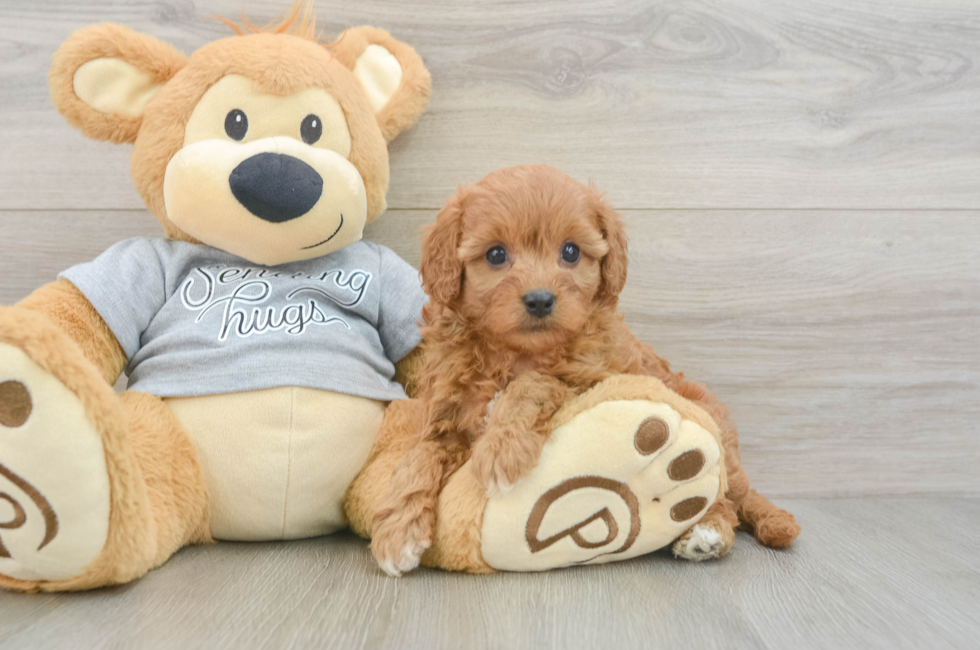 5 week old Cavapoo Puppy For Sale - Lone Star Pups