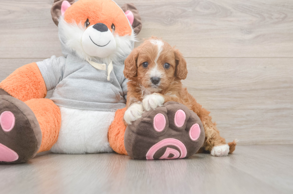 5 week old Cavapoo Puppy For Sale - Lone Star Pups