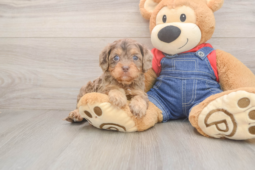 Meet Brinkley - our Cavapoo Puppy Photo  1/3 - Lone Star Pups Energetic Cavoodle Poodle Mix Puppy