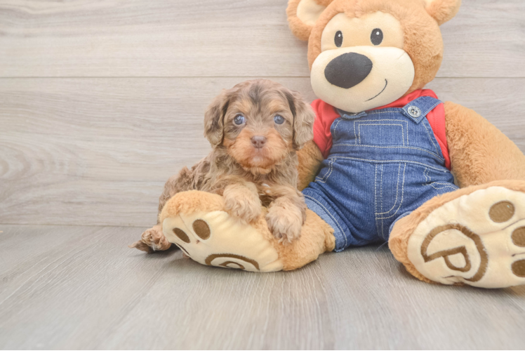Meet Brinkley - our Cavapoo Puppy Photo  1/3 - Lone Star Pups Energetic Cavoodle Poodle Mix Puppy
