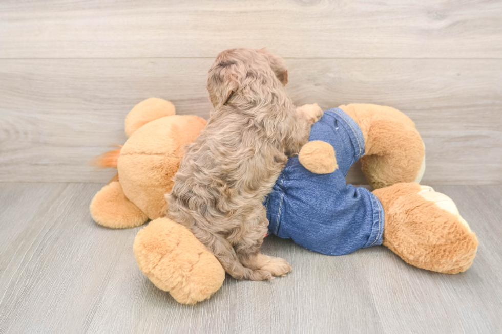 Meet Brinkley - our Cavapoo Puppy Photo  3/3 - Lone Star Pups Popular Cavapoo Poodle Mix Pup