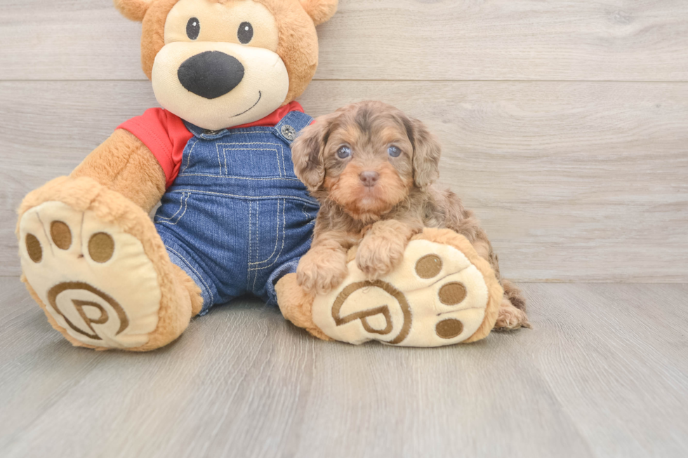 Meet Brinkley - our Cavapoo Puppy Photo  2/3 - Lone Star Pups Cavapoo Pup Being Cute