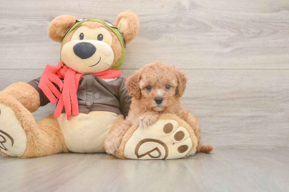 5 week old Cavapoo Puppy For Sale - Lone Star Pups