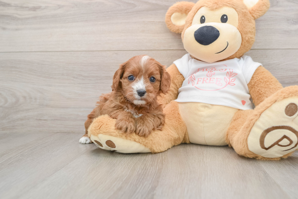 Funny Cavapoo Poodle Mix Pup