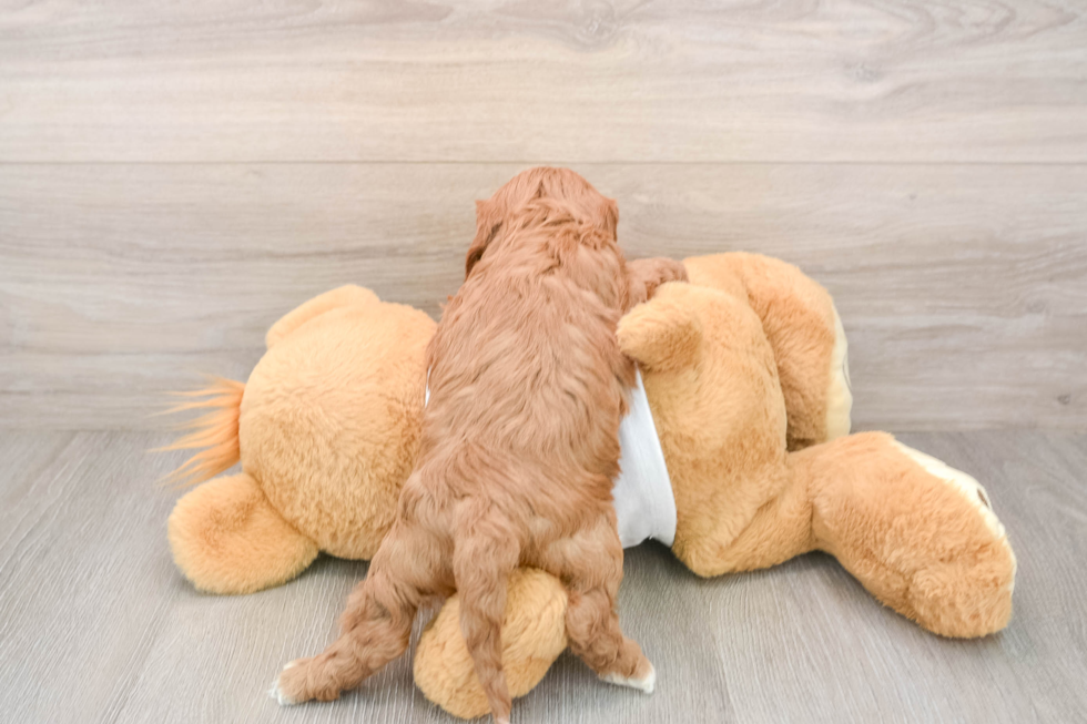 Friendly Cavapoo Baby