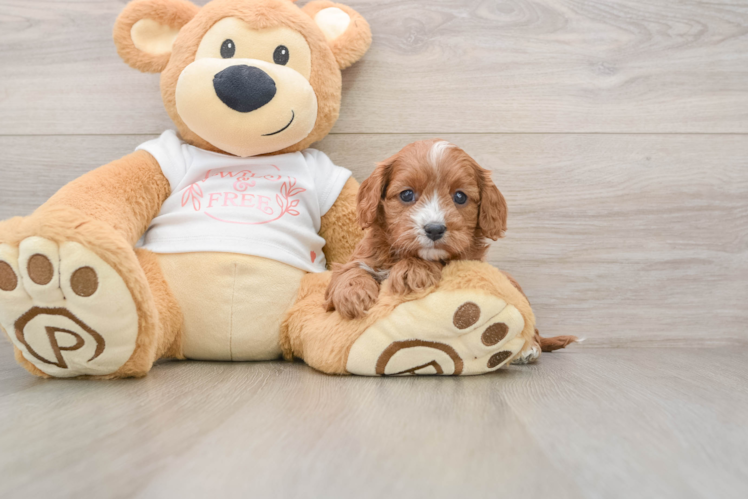 Popular Cavapoo Poodle Mix Pup