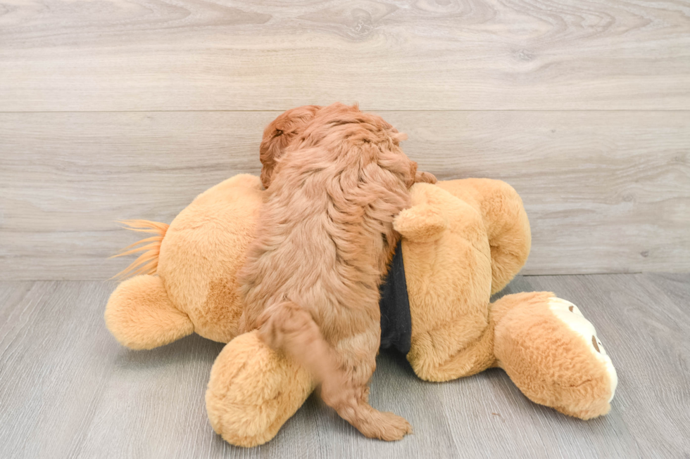 Popular Cavapoo Poodle Mix Pup