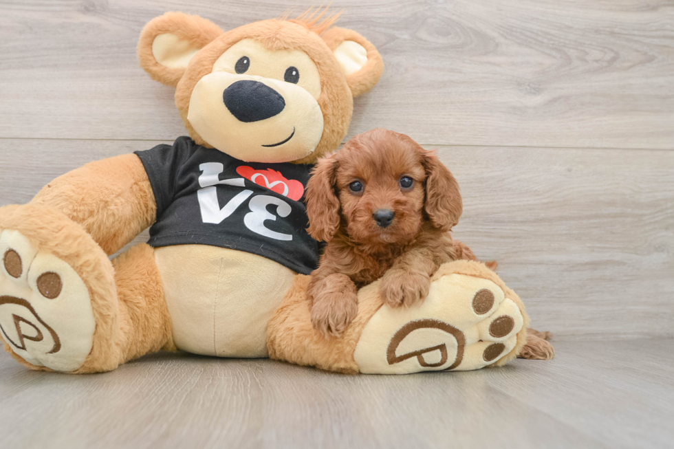 Cute Cavapoo Baby