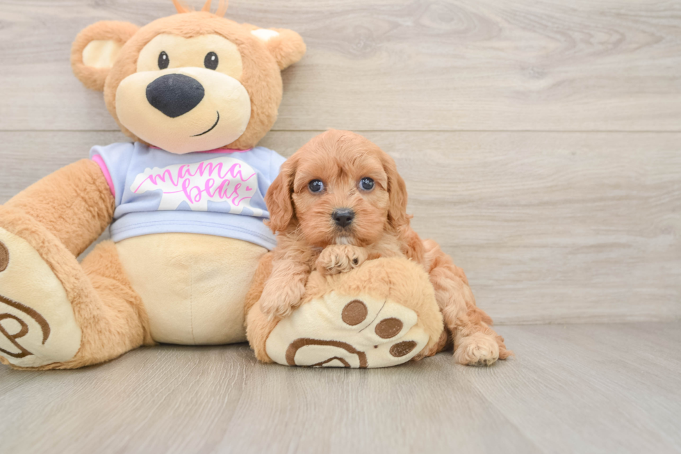 Cavapoo Pup Being Cute