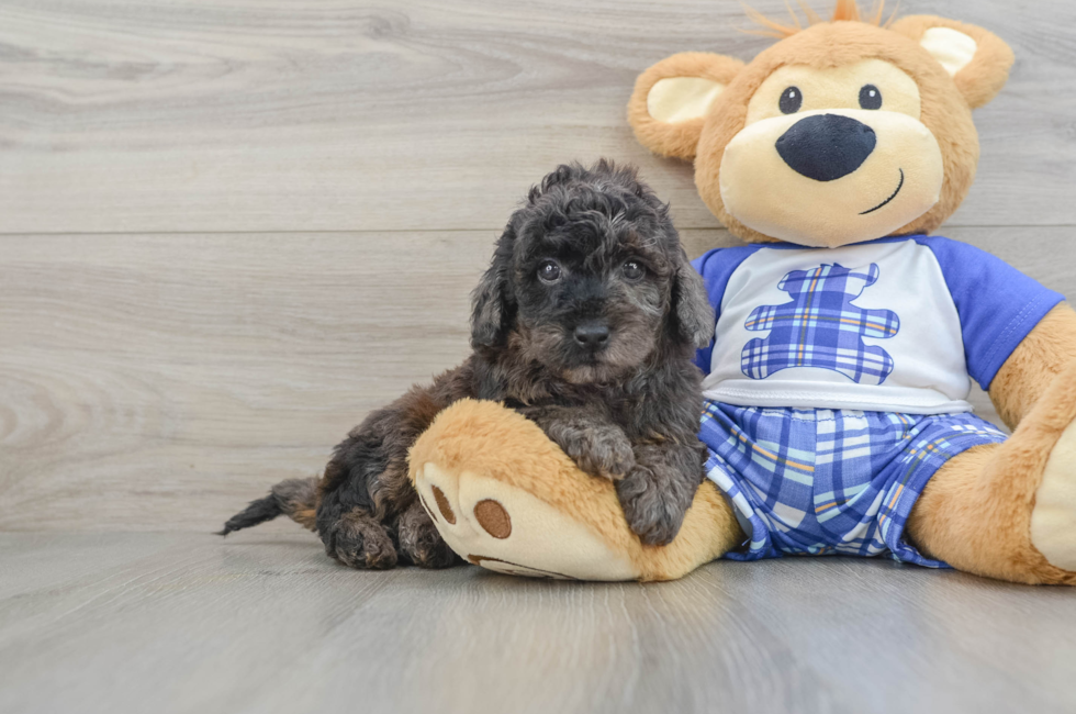 7 week old Cavapoo Puppy For Sale - Lone Star Pups