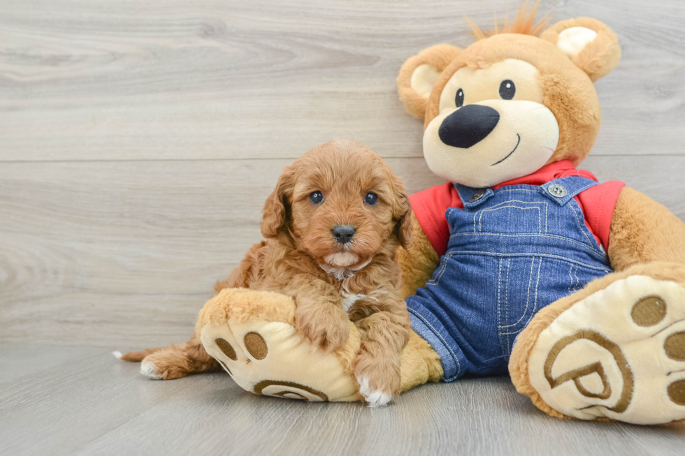 Best Cavapoo Baby