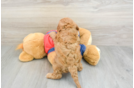 Cavapoo Puppy for Adoption