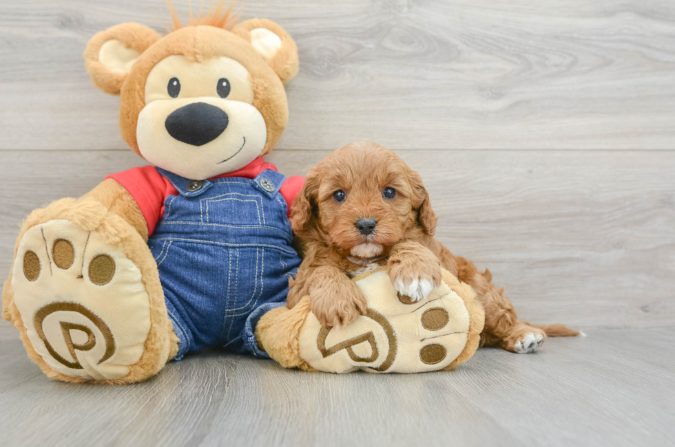 6 week old Cavapoo Puppy For Sale - Lone Star Pups