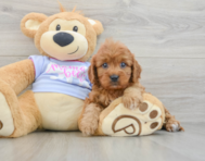7 week old Cavapoo Puppy For Sale - Lone Star Pups