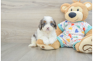 Fluffy Cavapoo Poodle Mix Pup
