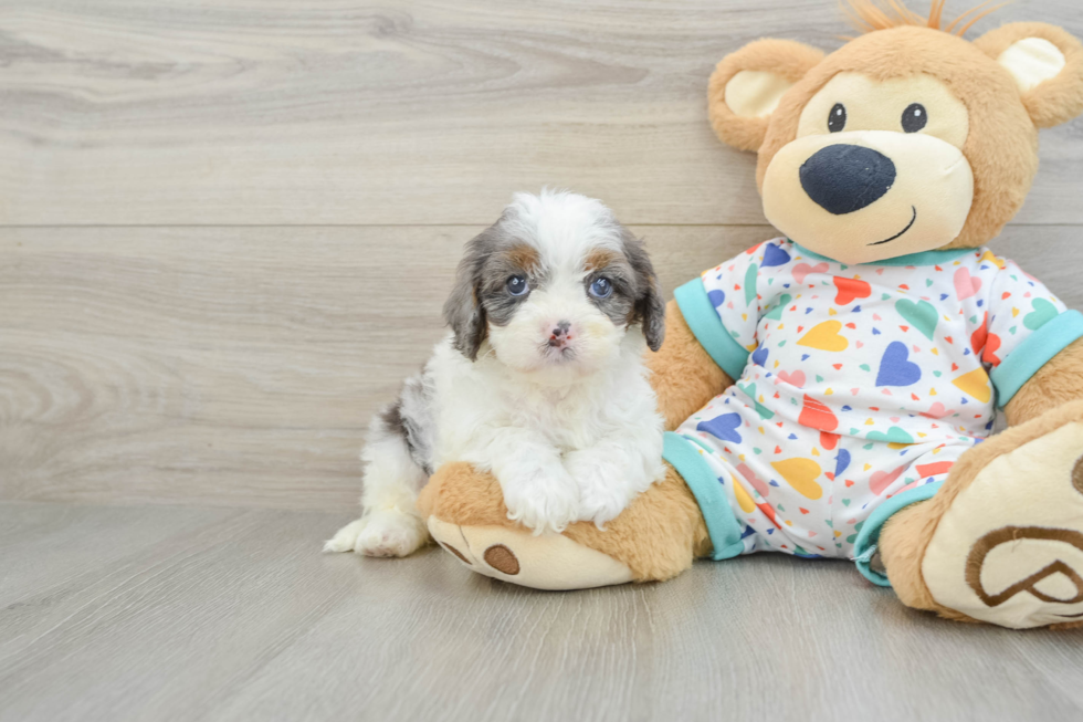 Fluffy Cavapoo Poodle Mix Pup