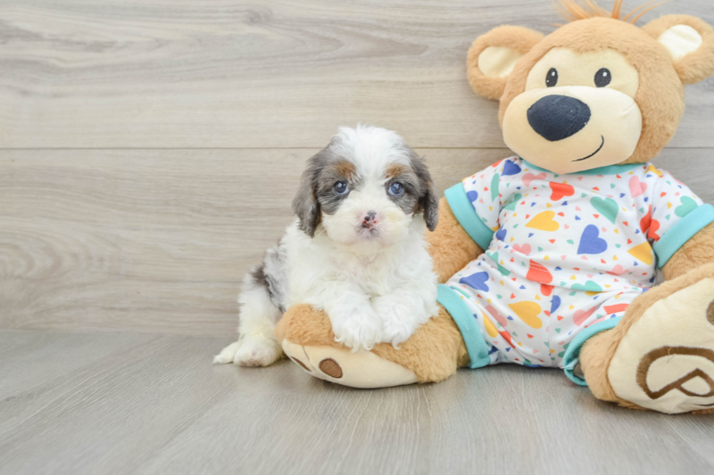 Meet Bumble - our Cavapoo Puppy Photo 1/3 - Lone Star Pups