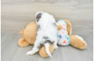 Friendly Cavapoo Baby