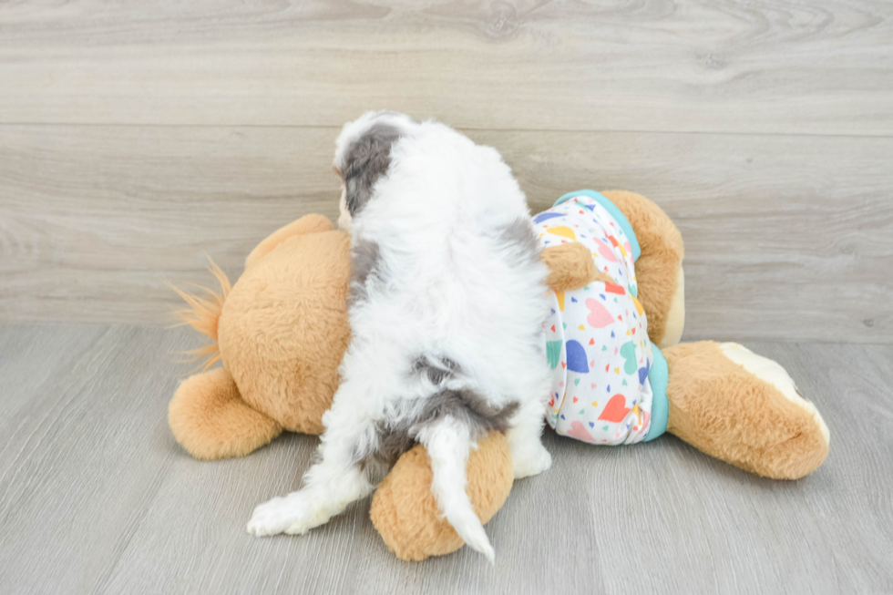 Friendly Cavapoo Baby