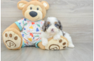Friendly Cavapoo Baby