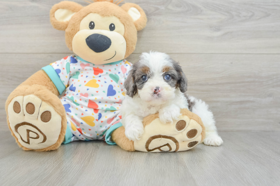 Friendly Cavapoo Baby