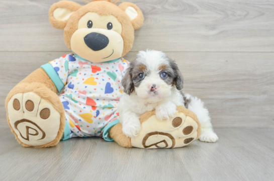 Friendly Cavapoo Baby