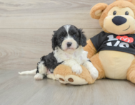 8 week old Cavapoo Puppy For Sale - Lone Star Pups