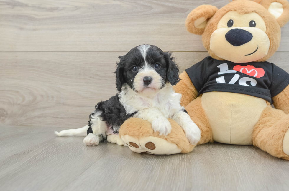 8 week old Cavapoo Puppy For Sale - Lone Star Pups