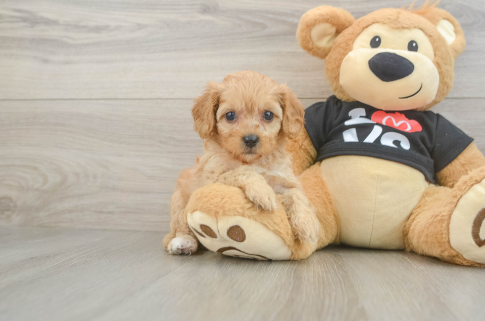 7 week old Cavapoo Puppy For Sale - Lone Star Pups
