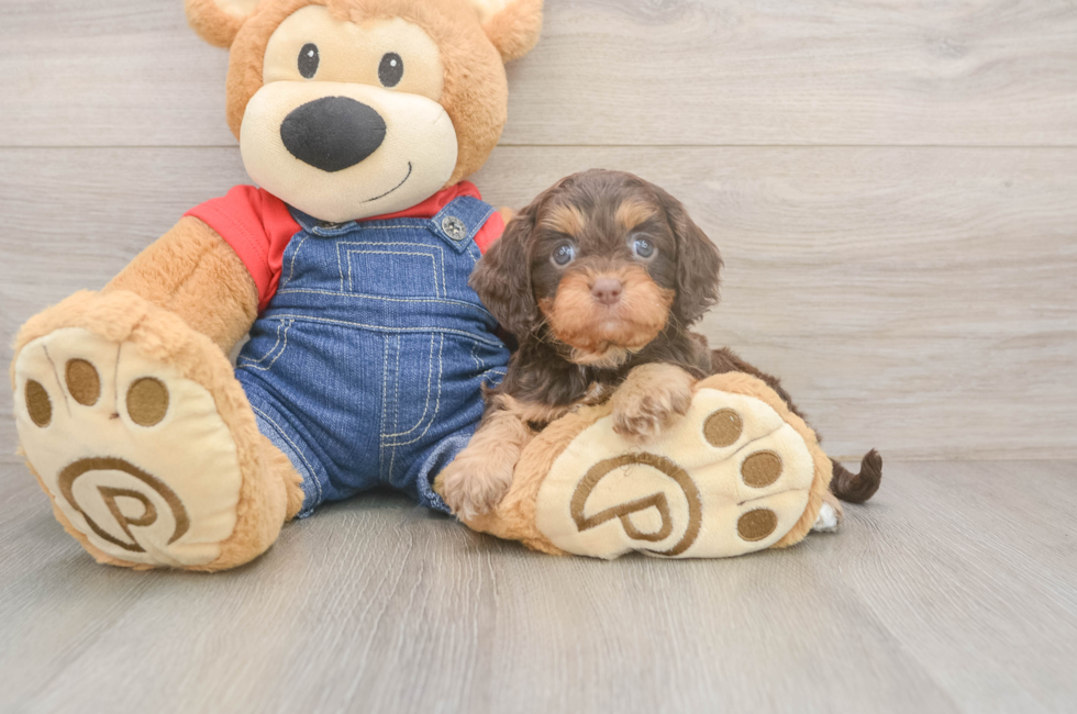 6 week old Cavapoo Puppy For Sale - Lone Star Pups