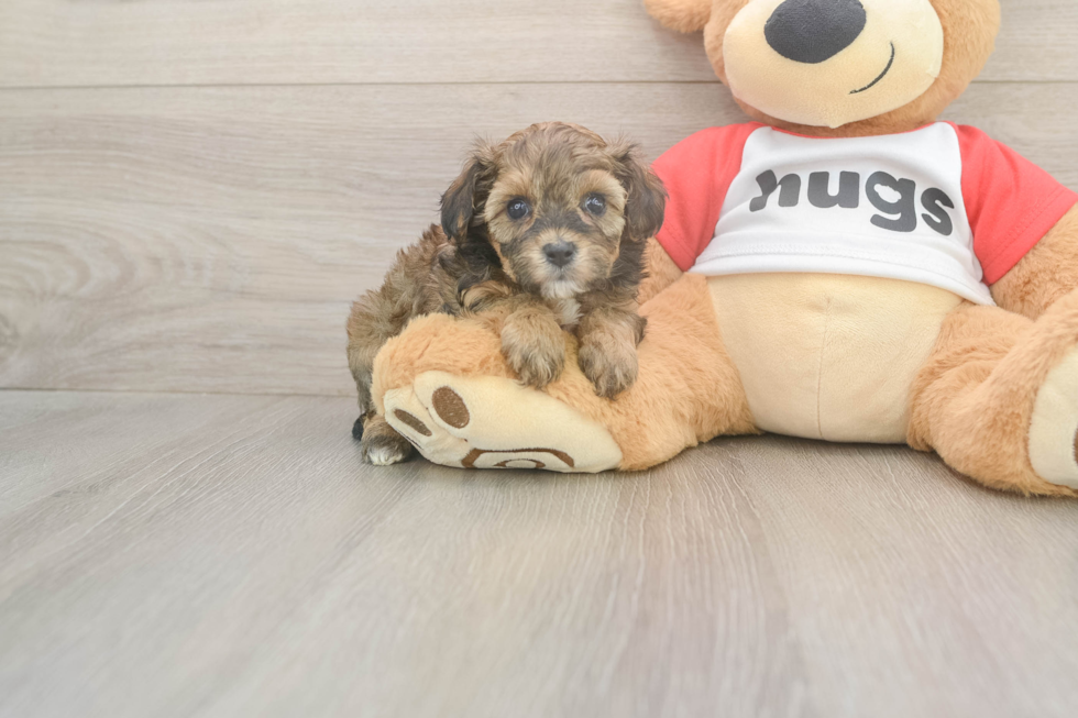 Meet Bumble - our Cavapoo Puppy Photo  2/3 - Lone Star Pups Small Cavapoo Baby