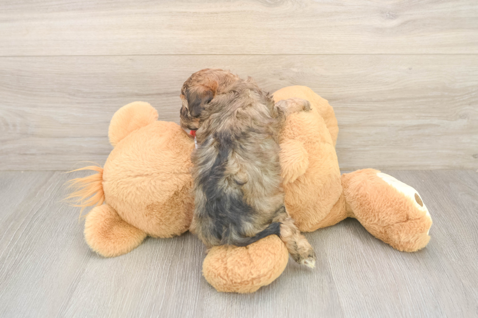 Meet Bumble - our Cavapoo Puppy Photo  3/3 - Lone Star Pups Cavapoo Pup Being Cute