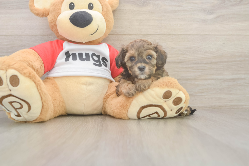 Meet Bumble - our Cavapoo Puppy Photo  1/3 - Lone Star Pups Happy Cavapoo Baby