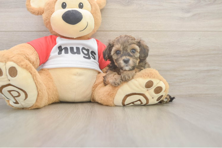Meet Bumble - our Cavapoo Puppy Photo  1/3 - Lone Star Pups Happy Cavapoo Baby