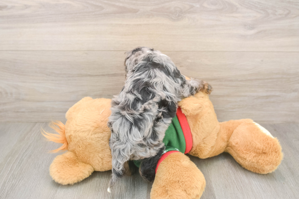 Friendly Cavapoo Baby