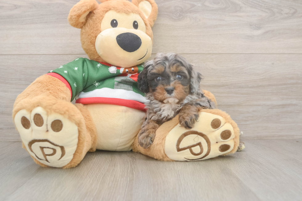 Petite Cavapoo Poodle Mix Pup