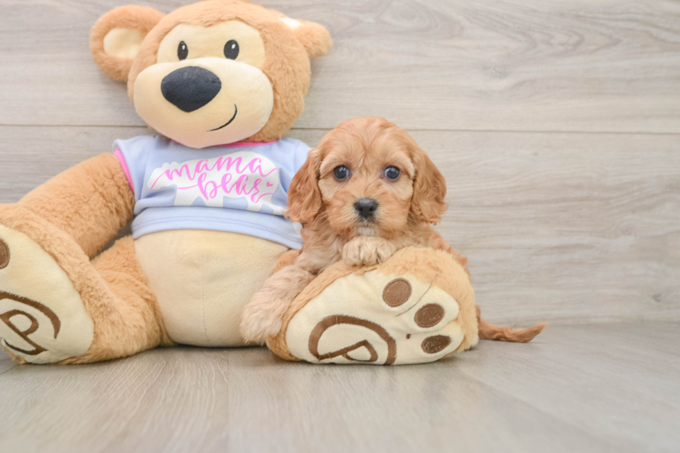 Cavapoo Pup Being Cute