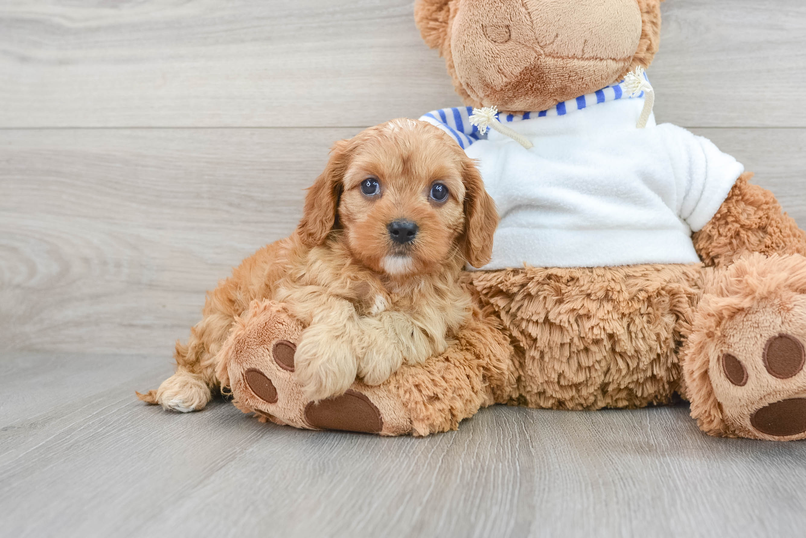 Best Cavapoo Baby