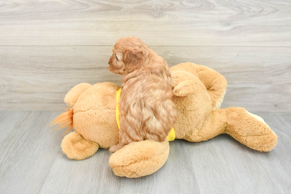 Cavapoo Puppy for Adoption