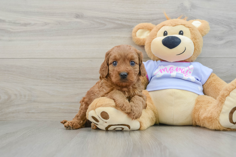 6 week old Cavapoo Puppy For Sale - Lone Star Pups