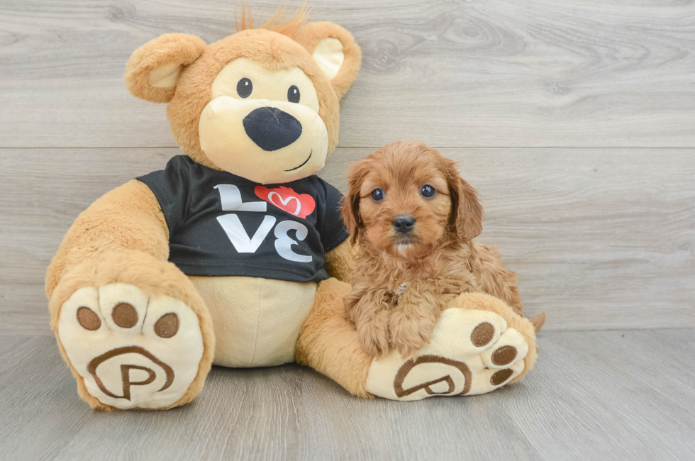 5 week old Cavapoo Puppy For Sale - Lone Star Pups