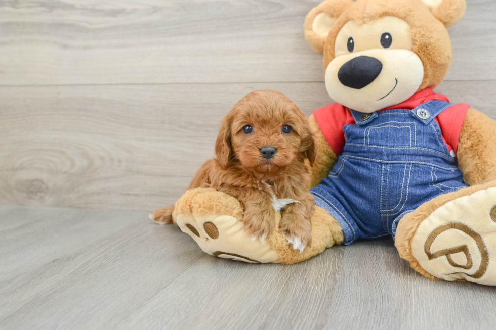 Happy Cavapoo Baby