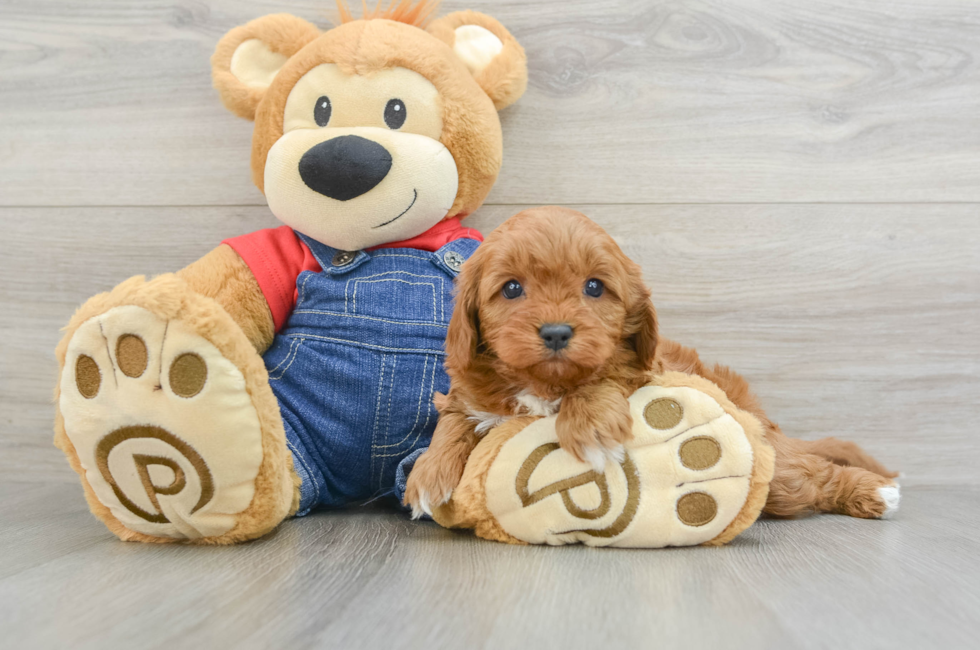 6 week old Cavapoo Puppy For Sale - Lone Star Pups