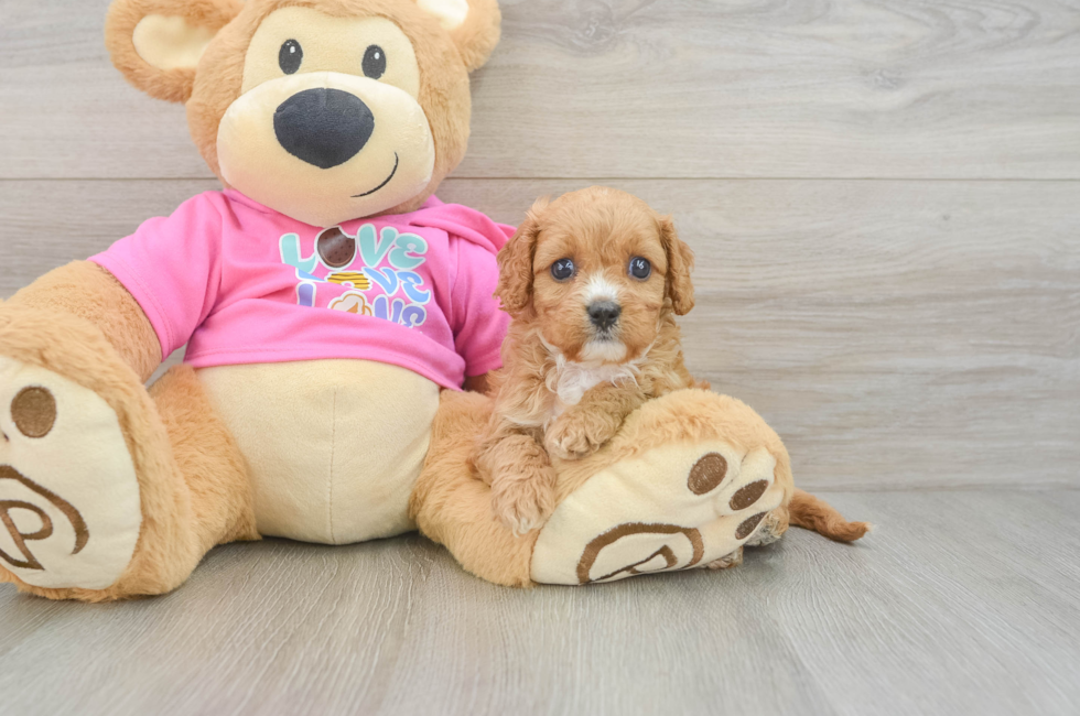 7 week old Cavapoo Puppy For Sale - Lone Star Pups